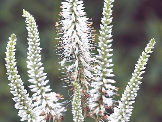 2026 great plants for Great Plains