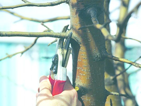 Now is the time to prune woody plants