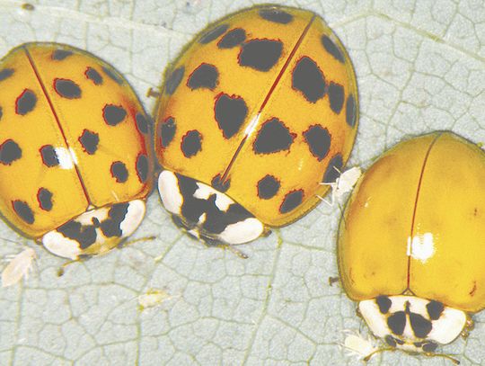 Prepare for Lady Beetles