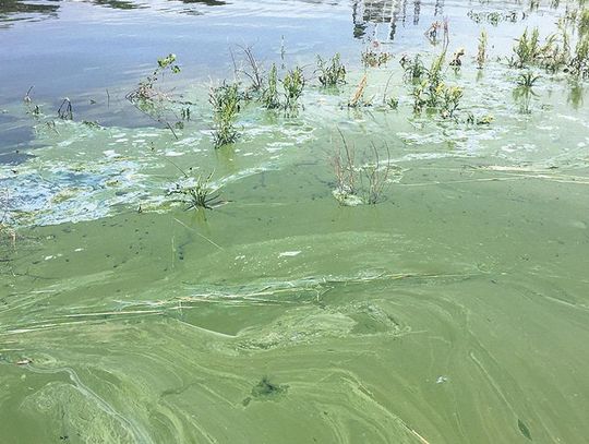 ‘Toxic algae’ fouling lakes, raising water quality concerns