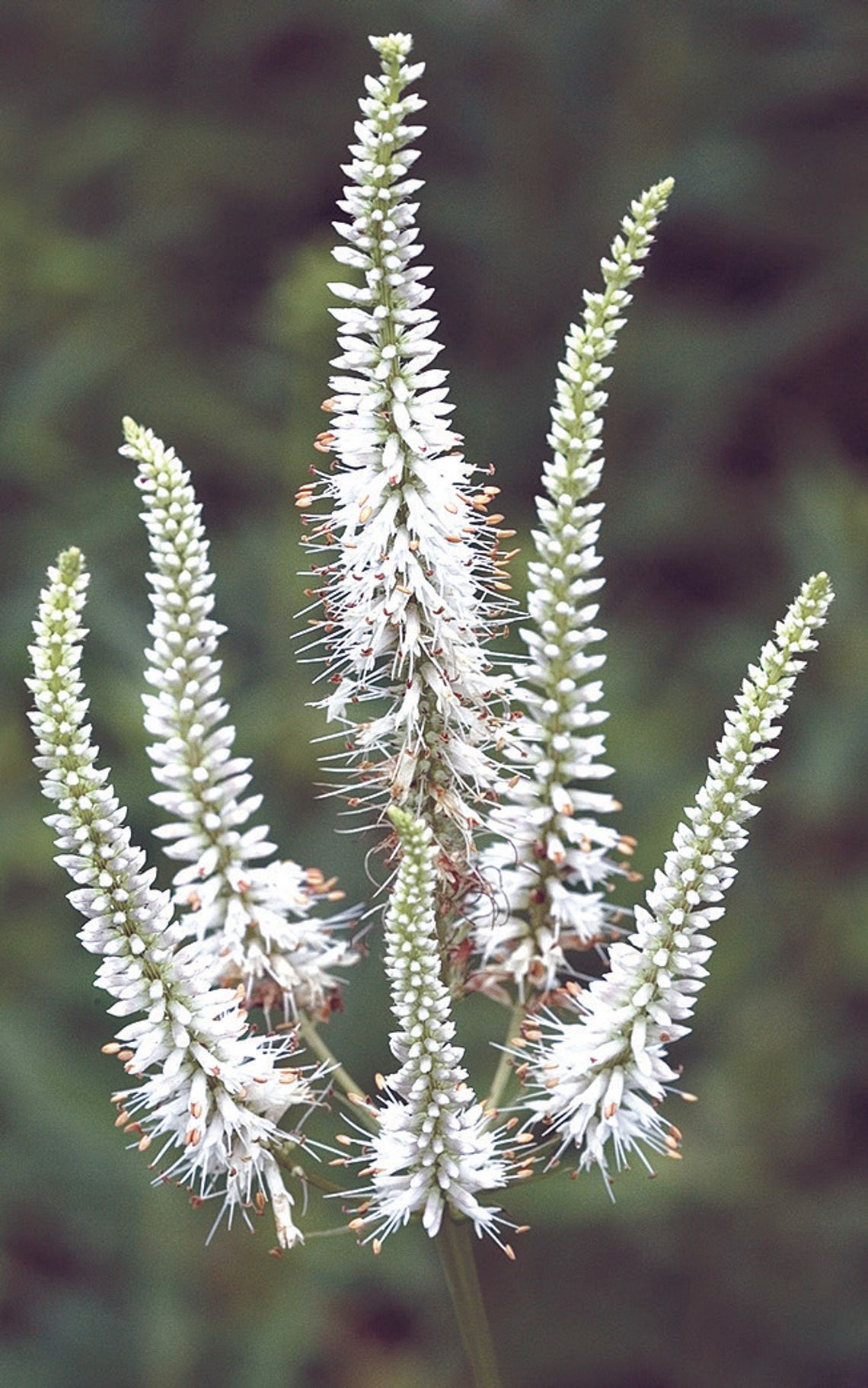 2026 great plants for Great Plains