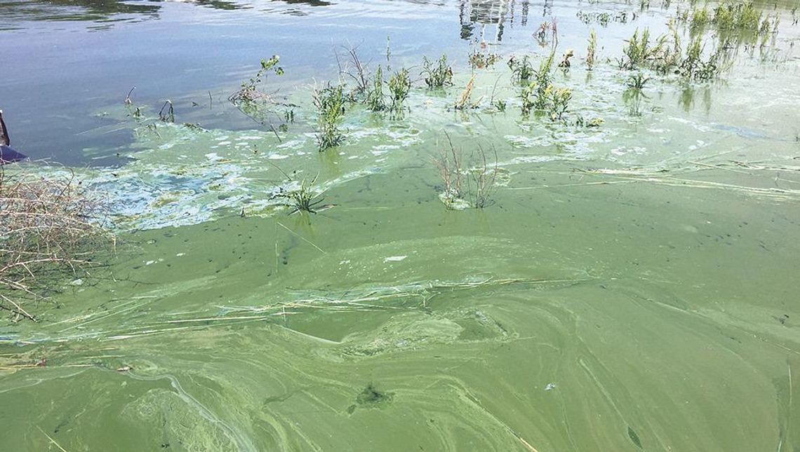 ‘Toxic algae’ fouling lakes, raising water quality concerns